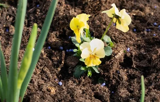 Dünger – organisch oder doch eher mineralisch? Dünger – organisch oder doch eher mineralisch?