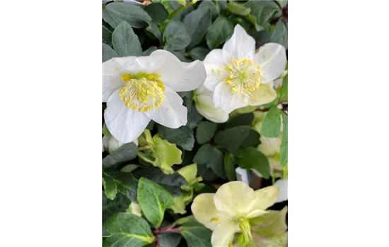 Christrose, weiß Christrose, weiß