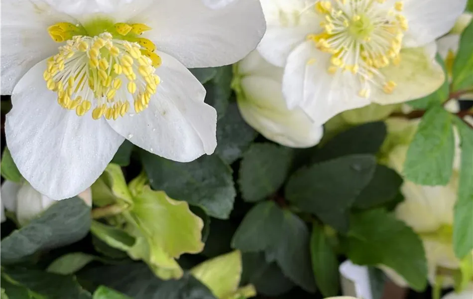 Christrose weiß im Topf