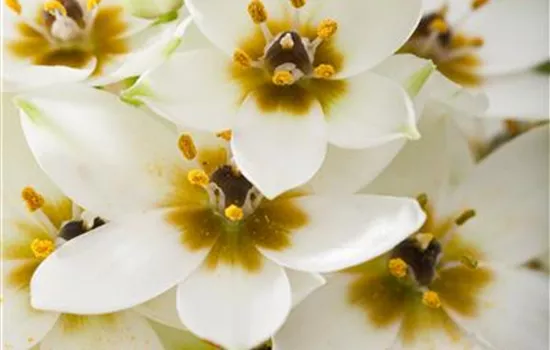 Milchstern, Stern von Bethlehem, weiß Milchstern, Stern von Bethlehem, weiß