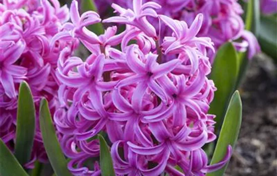 Hyazinthe 'Pink Pearl', pink, 1 Zwiebel im Topf Hyazinthe 'Pink Pearl', pink, 1 Zwiebel im Topf