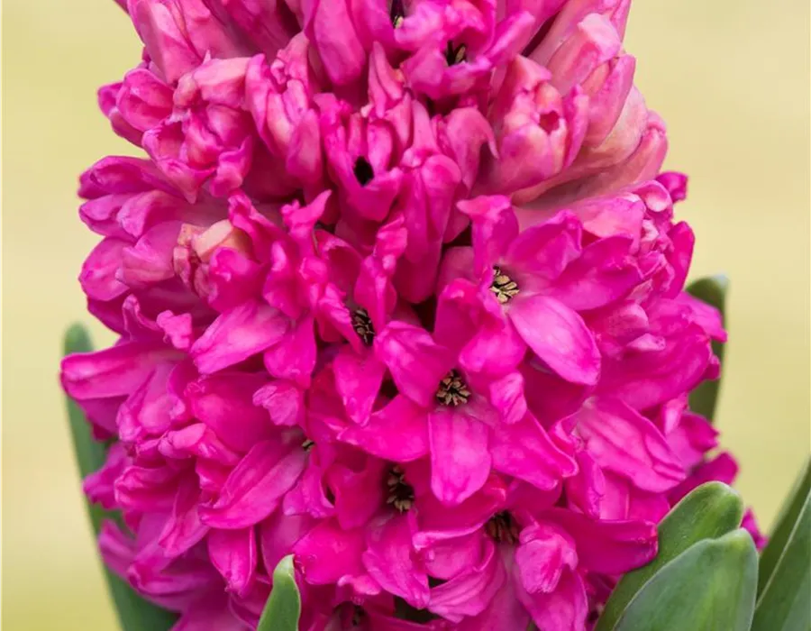 Hyazinthe Pink Pearl Pinke Hyazinthe Pink Pearl aus eigener Produktion