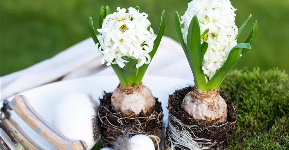 Frühjahrsblüher mit Osterdeko Frühjahrsblüher mit Osterdeko