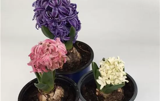 Hyazinthen 3er Set, drei Töpfe 9 cm in weiß, blau und pink vorgetrieben Hyazinthen 3er Set, drei Töpfe 9 cm in weiß, blau und pink vorgetrieben