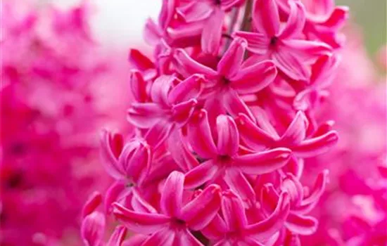 Hyazinthe 'Jan Bos', purpur-rot, 1 Zwiebel im Topf