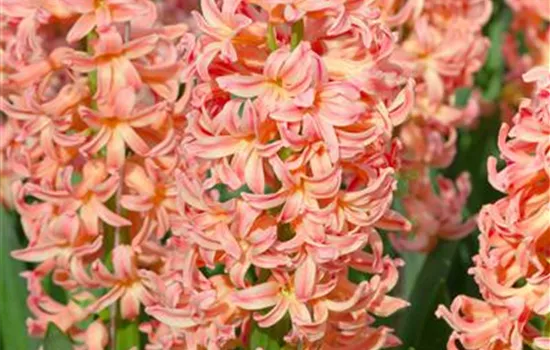 Hyazinthe 'Gipsy Queen', orange, 1 Zwiebel im Topf