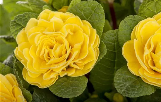 Rosenprimel BELARINA 'Buttercup Yellow'
