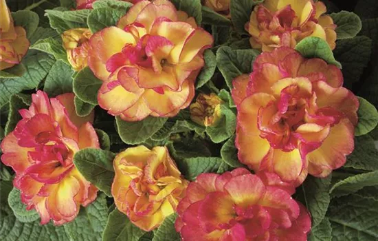 Rosenprimel BELARINA 'Nectarine'