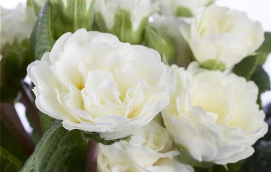 Rosenprimel BELARINA 'Snow' 