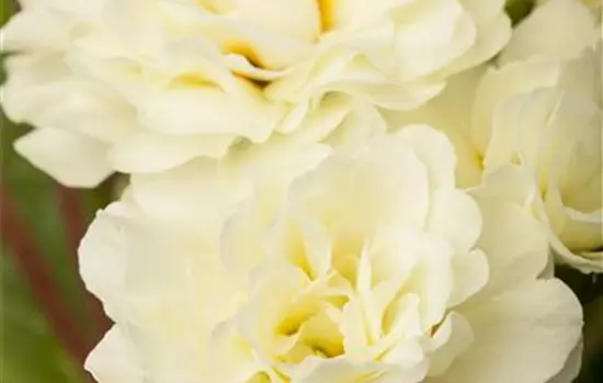 Rosenprimel BELARINA 'Vanilla' 