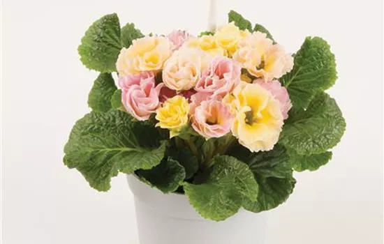 Primel 'Bellerose', Edelprimel für Indoor & Outdoor, Neuheit