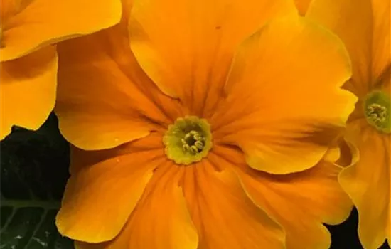Primel acaulis, orange