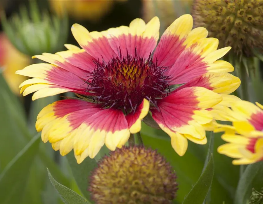 Kokardenblume Gaillardia in Rot und Gelb