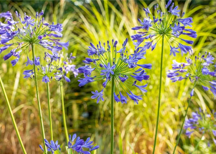 Gartenmärkte & Messen Gartenmärkte & Messen