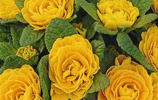 Rosenprimel BELARINA 'Goldie'