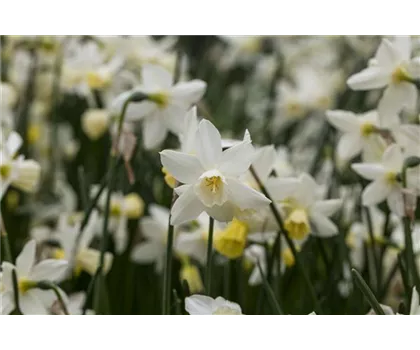 Edelnarzisse 'Sailboat'