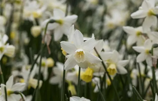 Edelnarzisse 'Sailboat'