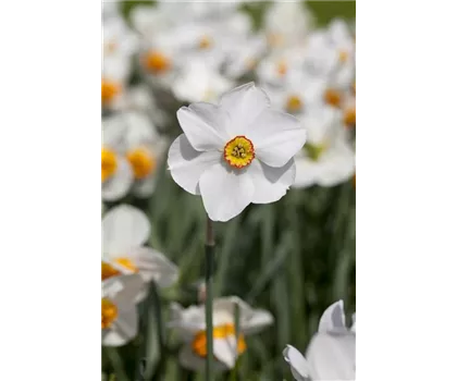 Dichternarzisse Actaea weiß mit orangem Auge duftend – Pflanze im 11 cm Topf, 3 kräftige Zwiebeln