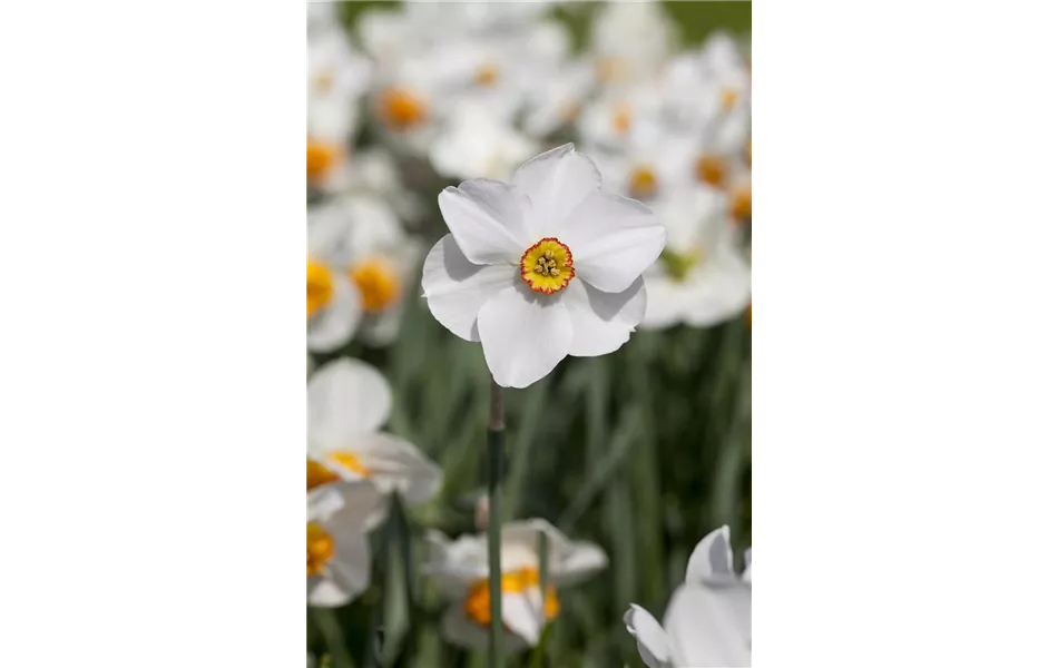 Dichternarzisse Actaea weiß mit orangem Auge duftend – Pflanze im 11 cm Topf, 3 kräftige Zwiebeln