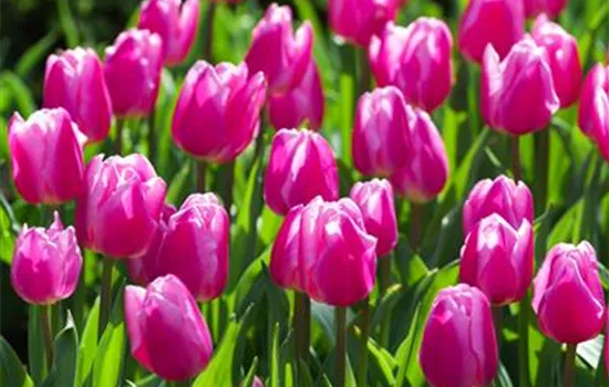 Tulpe 'Aafke' Tulpe 'Aafke'