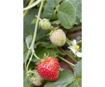 Erdbeere 'Rosana' Erdbeere 'Rosana'