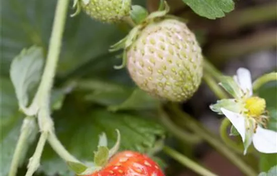 Erdbeere 'Rosana' Erdbeere 'Rosana'