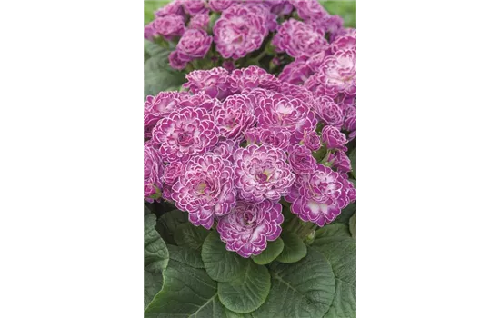 Rosenprimel BELARINA 'Candy Frost' Neuheit 2022 Rosenprimel BELARINA 'Candy Frost' Neuheit 2022