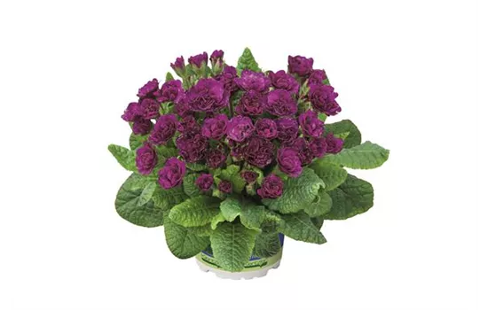 Rosenprimel BELARINA 'Beaujolais' Neuheit 2022