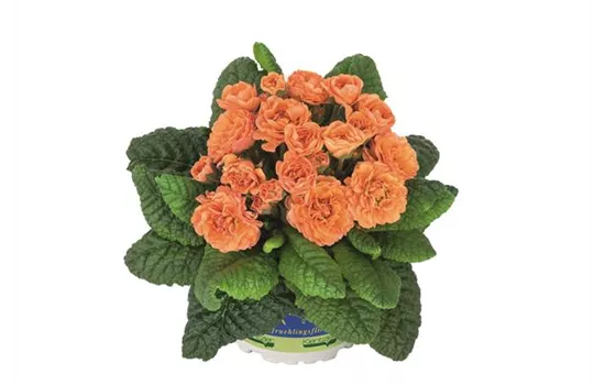 Rosenprimel BELARINA 'Sweet Apricot' Neuheit 2022 Rosenprimel BELARINA 'Sweet Apricot' Neuheit 2022
