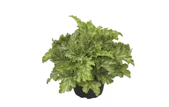 Heuchera "Lime Swizzle" Neuheit 2021/22 Heuchera "Lime Swizzle" Neuheit 2021/22