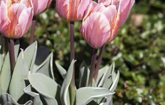 Tulpe 'Pretty Princess'