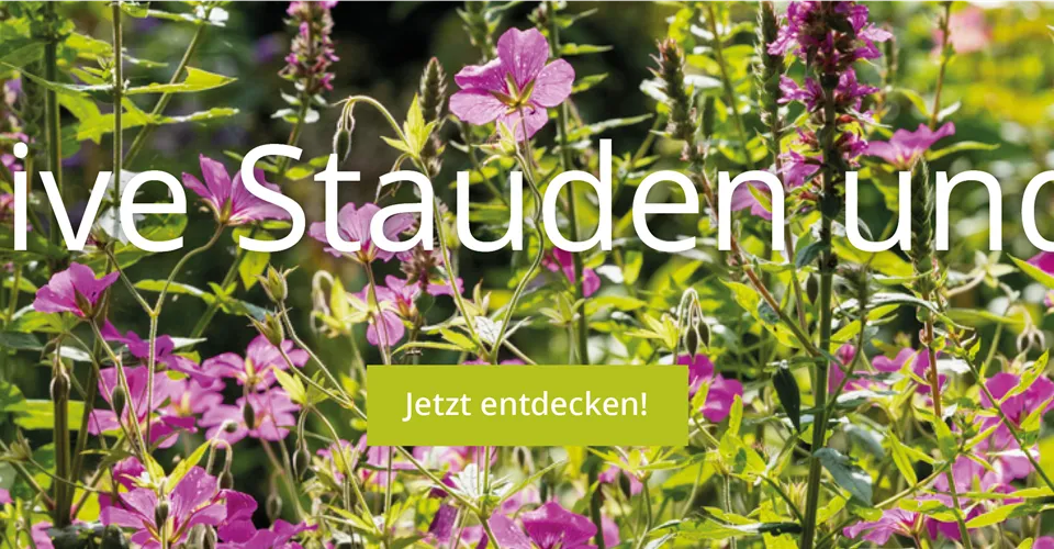 Stauden und Gräser kombinieren Staudenbeet mit dekorativen Stauden und Gräsern