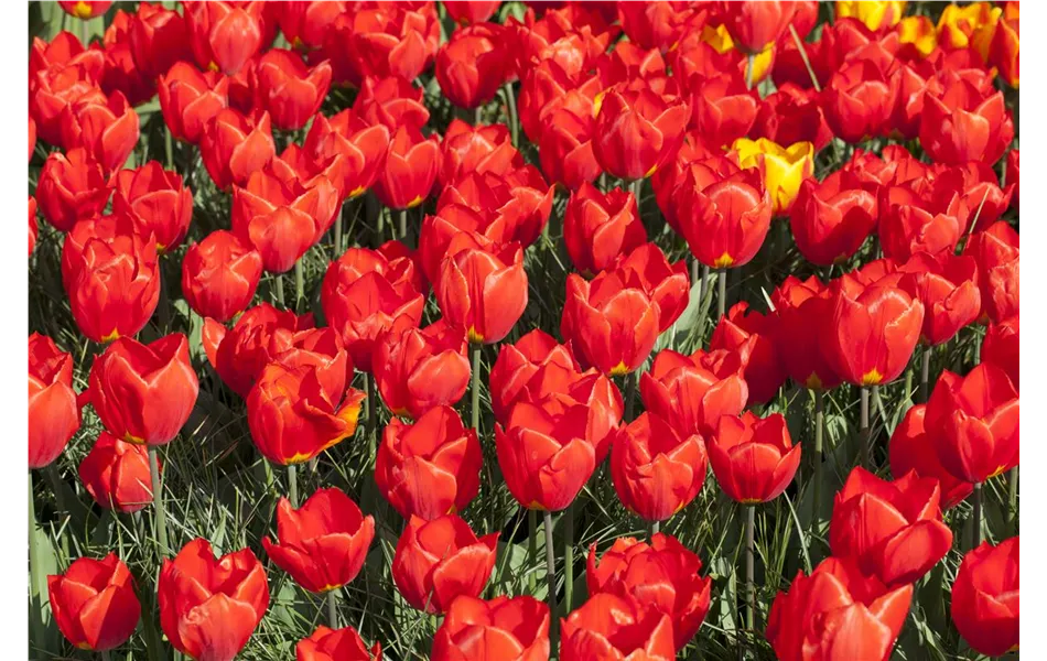 Einfache frühe Tulpe 'Red Paradise' im Topf