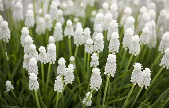 Muscari 'White Magic' Muscari 'White Magic'