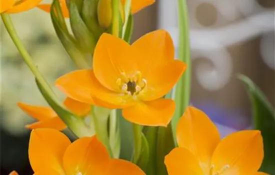 Gelber Milchstern Gelber Milchstern