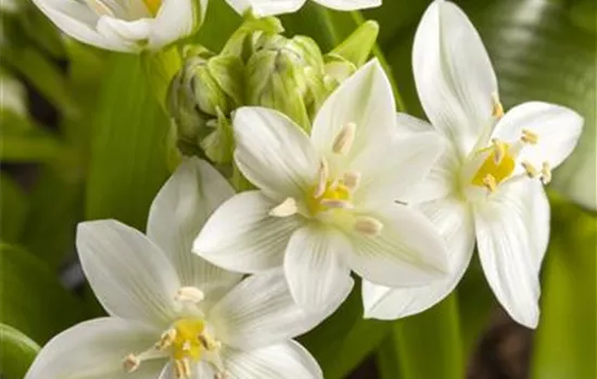 Weißer Dolden-Milchstern  Weißer Dolden-Milchstern