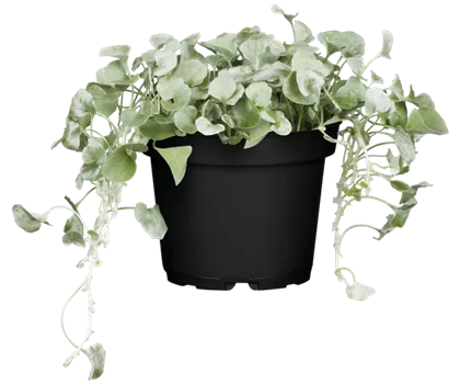 Dichondra 'Silver Falls'