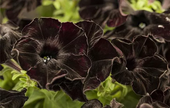 Hängepetunie 'Black'