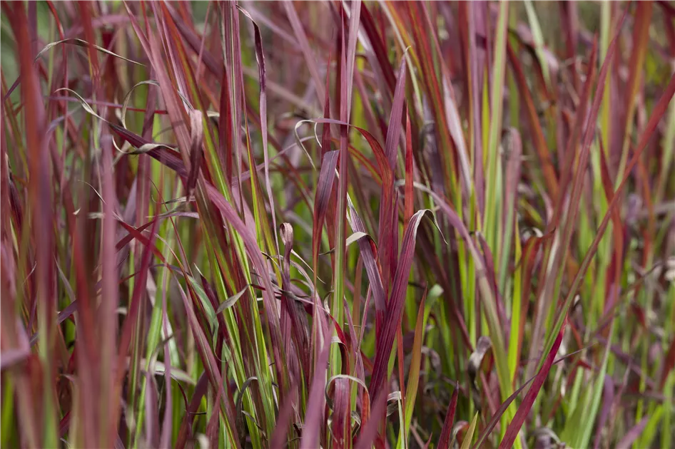 Japanisches Blutgras 'Red Baron'