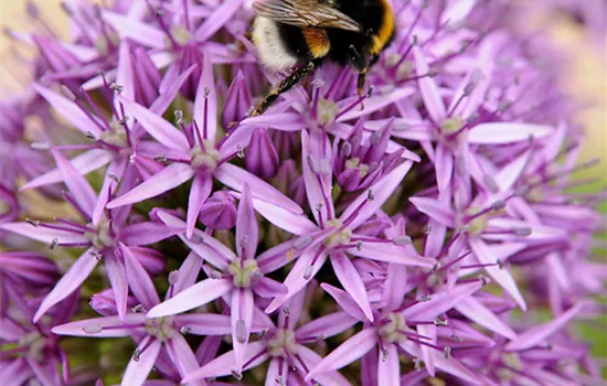 Garten-Kugel-Lauch 'Purple Sensation' Garten-Kugel-Lauch 'Purple Sensation'