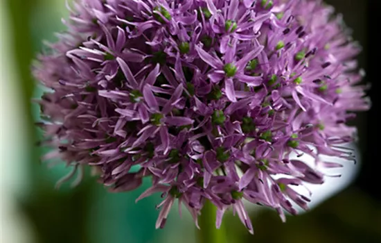 Garten-Kugel-Lauch 'Gladiator' Garten-Kugel-Lauch 'Gladiator'