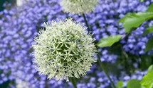 Allium stipitatum 'Mount Everest', weiß, im Topf 12 cm vorgetrieben Allium stipitatum 'Mount Everest', weiß, im Topf 12 cm vorgetrieben