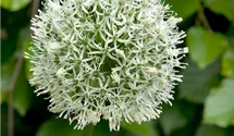 Allium stipitatum 'Mount Everest', weiß, im Topf 12 cm vorgetrieben Allium stipitatum 'Mount Everest', weiß, im Topf 12 cm vorgetrieben