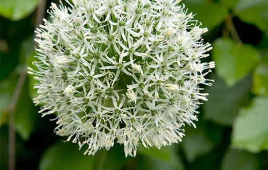 Garten-Zier-Lauch 'Mount Everest'  Garten-Zier-Lauch 'Mount Everest'