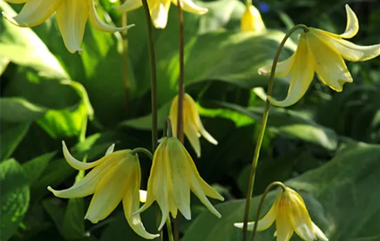 Forellenlilie 'Pagoda'