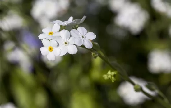 Myosotis sylvatica, weiß