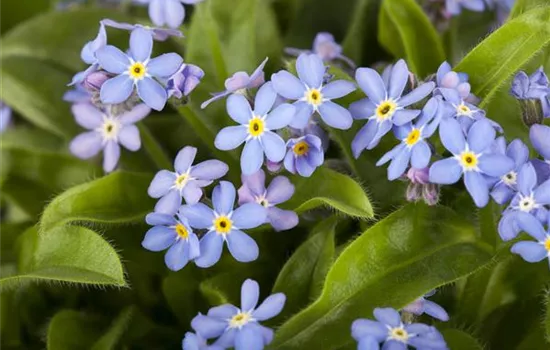 Myosotis sylvatica, blau Myosotis sylvatica, blau