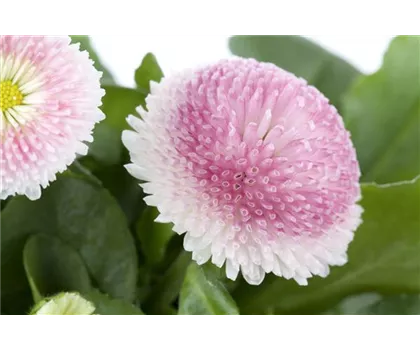Bellis perennis, rosa Bellis perennis, rosa