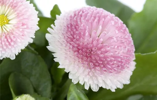 Bellis perennis, rosa