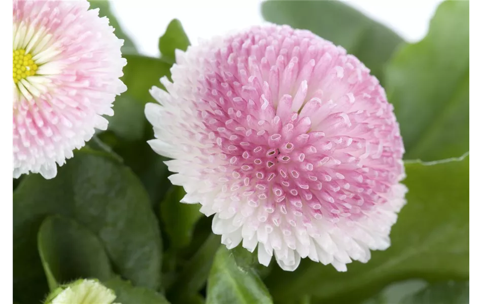Bellis perennis, rosa